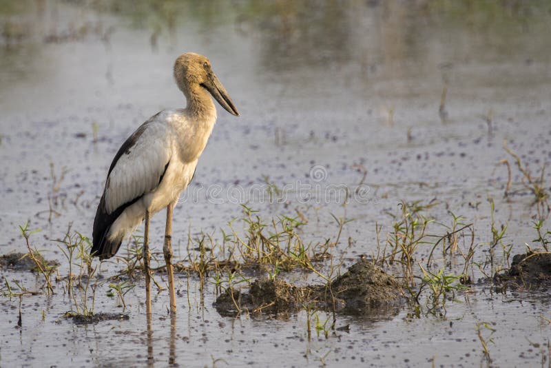 Εικόνα του ασιατικού πελαργού openbill στο φυσικό υπόβαθρο στοκ φωτογραφίες με δικαίωμα ελεύθερης χρήσης