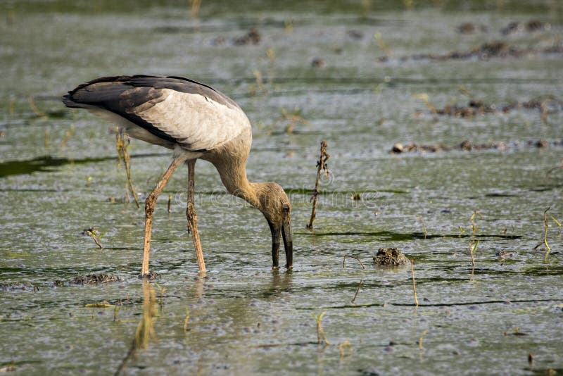 Εικόνα του ασιατικού πελαργού openbill στο φυσικό υπόβαθρο στοκ φωτογραφία