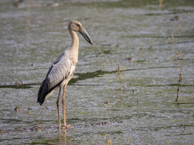 Εικόνα του ασιατικού πελαργού openbill στο φυσικό υπόβαθρο ζωικές άγρια περιοχές στοκ φωτογραφία