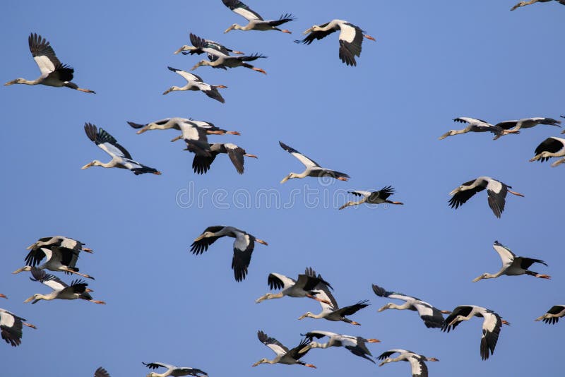 Εικόνα του κοπαδιού του ασιατικού storkAnastomus openbill oscitans flyin στοκ εικόνα με δικαίωμα ελεύθερης χρήσης