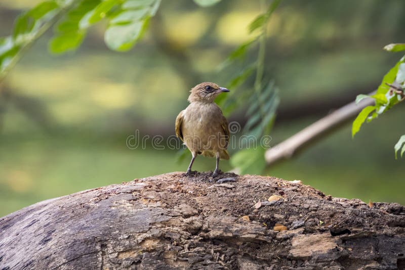 Εικόνα του πουλιού κοινό Tailorbird στοκ φωτογραφία με δικαίωμα ελεύθερης χρήσης