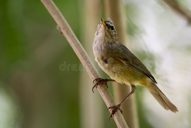 Εικόνα του πουλιού κοινό Tailorbird στοκ φωτογραφία με δικαίωμα ελεύθερης χρήσης