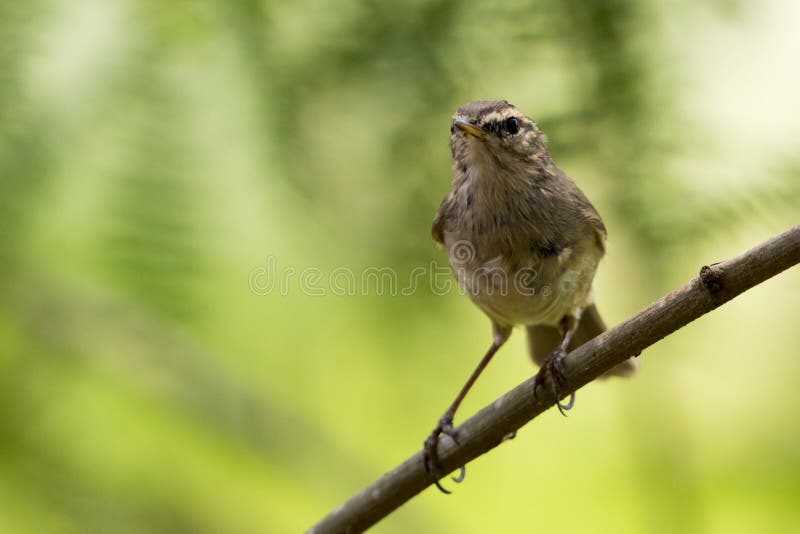 Εικόνα του πουλιού κοινό Tailorbird στον κλάδο στοκ φωτογραφία με δικαίωμα ελεύθερης χρήσης