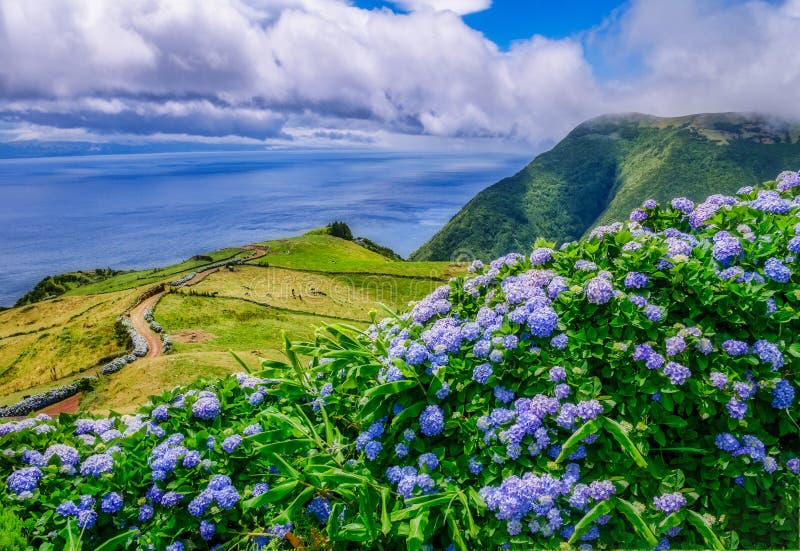 Εικόνα του όμορφου τοπίου με τα hydrangeas και μιας πορείας που οδηγεί στον Ατλαντικό στις Αζόρες στοκ φωτογραφία