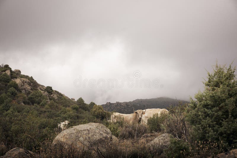 Εικόνα χρώματος μιας ομάδας αγελάδων που βόσκουν σε έναν λόφο στοκ φωτογραφία Εικόνα χρώματος μιας ομάδας αγελάδων που βόσκουν σε έναν λόφο στοκ φωτογραφία