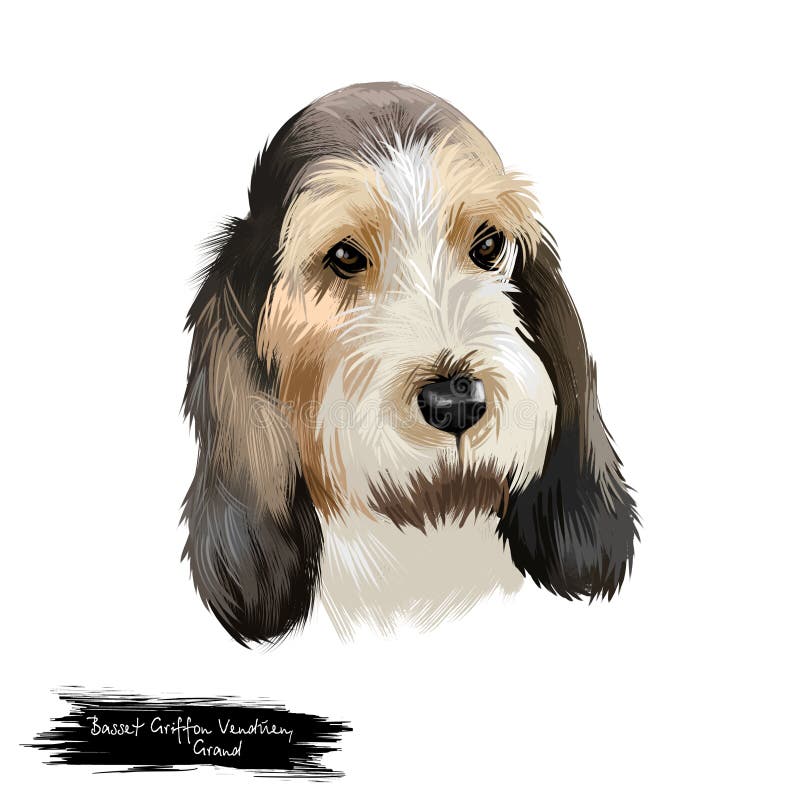 Εικόνα ψηφιακής τέχνης Grand Basset Griffon Vendéen ή GBGV με κοντό πόδι τύπου κυνηγιού τύπου γάλλου σκύλου απομονωμένη σε λευκό ελεύθερη απεικόνιση δικαιώματος