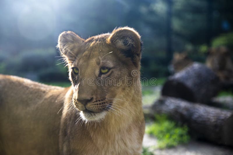 Εικόνα όμορφο cub λιονταριών με τα καταπληκτικά μάτια στοκ εικόνα με δικαίωμα ελεύθερης χρήσης Εικόνα όμορφο cub λιονταριών με τα καταπληκτικά μάτια στοκ εικόνα με δικαίωμα ελεύθερης χρήσης