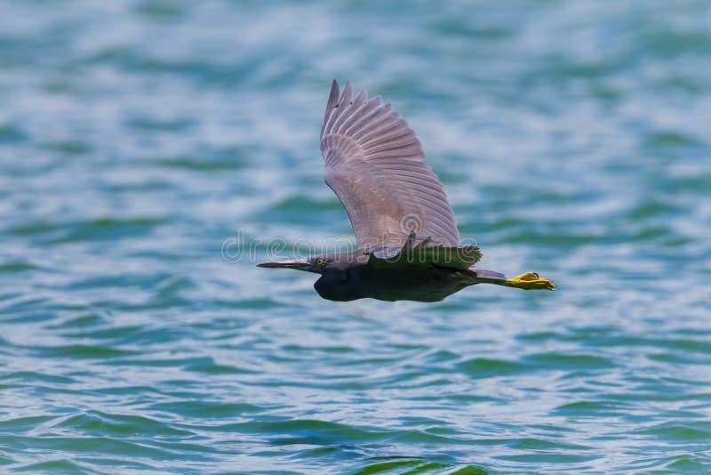 Ειρηνικός τσικνιάς σκοπέλων (ιερά οστά Egretta) στοκ φωτογραφία με δικαίωμα ελεύθερης χρήσης