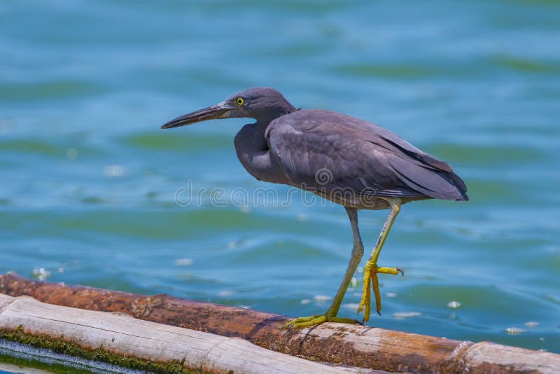 Ειρηνικός τσικνιάς σκοπέλων (ιερά οστά Egretta) στοκ φωτογραφία με δικαίωμα ελεύθερης χρήσης