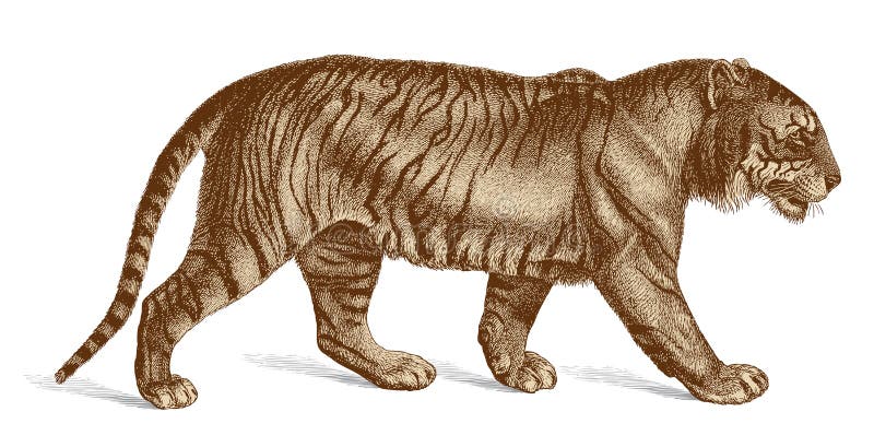 Highly accurate vector illustration of a vintage engraving of a walking tiger masterfully drawn. Highly accurate vector illustration of a vintage engraving of a walking tiger masterfully drawn