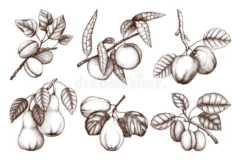 Vintage collection of ripe fruits and berries - apple, pear, plum, peach, apricot trees sketches. Hand drawn harvest illustrations. Summer or autumn food set. Vector drawings. Vintage collection of ripe fruits and berries - apple, pear, plum, peach, apricot trees sketches. Hand drawn harvest illustrations. Summer or autumn food set. Vector drawings.