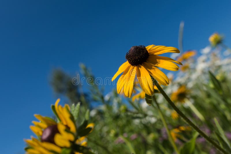 Selective focus photo on a black eye Susan flower, among a field of various wildflowers. Selective focus photo on a black eye Susan flower, among a field of various wildflowers.
