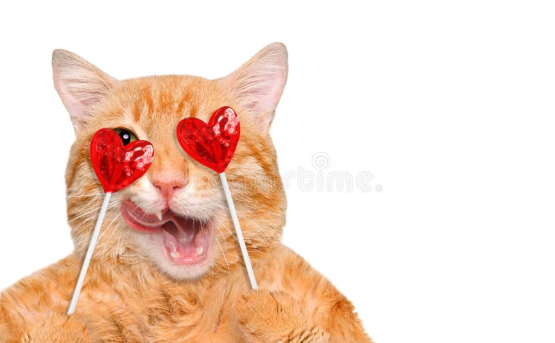 Εκμετάλλευση γατών στο γλυκό νόστιμο lollipop ποδιών στοκ φωτογραφία με δικαίωμα ελεύθερης χρήσης Εκμετάλλευση γατών στο γλυκό νόστιμο lollipop ποδιών στοκ φωτογραφία με δικαίωμα ελεύθερης χρήσης