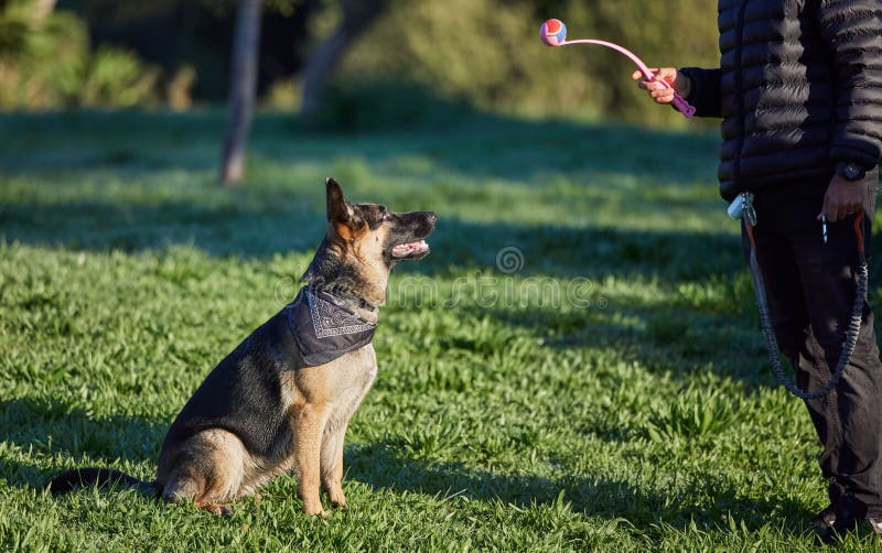 Dog, training ad park with man, ball and animal toy on a lawn with German Shepard in a backyard. Garden, patience and trainer together with rescue canine outdoor with game, trust and care on grass. Dog, training ad park with man, ball and animal toy on a lawn with German Shepard in a backyard. Garden, patience and trainer together with rescue canine outdoor with game, trust and care on grass.