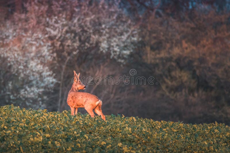 Ελάφια αυγοτάραχων, capreolus capreolus, buck το καλοκαίρι σε ένα λιβάδι στο ηλιοβασίλεμα στοκ φωτογραφίες με δικαίωμα ελεύθερης χρήσης Ελάφια αυγοτάραχων, capreolus capreolus, buck το καλοκαίρι σε ένα λιβάδι στο ηλιοβασίλεμα στοκ φωτογραφίες με δικαίωμα ελεύθερης χρήσης