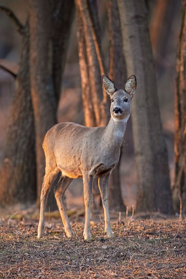 Ελάφια αυγοτάραχων, capreolus capreolus, έλαφος που στέκονται στο δάσος μεταξύ των δέντρων στο ηλιοβασίλεμα στοκ φωτογραφίες Ελάφια αυγοτάραχων, capreolus capreolus, έλαφος που στέκονται στο δάσος μεταξύ των δέντρων στο ηλιοβασίλεμα στοκ φωτογραφίες