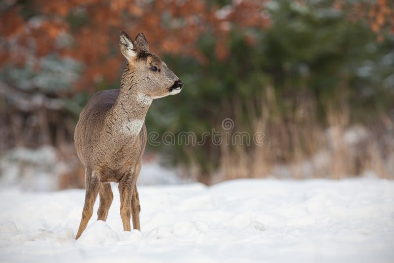 Ελάφια αυγοτάραχων, capreolus capreolus, στο βαθύ χιόνι το χειμώνα στοκ φωτογραφίες με δικαίωμα ελεύθερης χρήσης Ελάφια αυγοτάραχων, capreolus capreolus, στο βαθύ χιόνι το χειμώνα στοκ φωτογραφίες με δικαίωμα ελεύθερης χρήσης