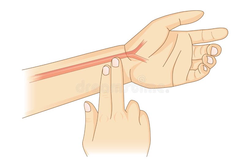 Checking Your Heart Rate Manually with place two fingers at wrist. Illustration about health diagnose. Checking Your Heart Rate Manually with place two fingers at wrist. Illustration about health diagnose.