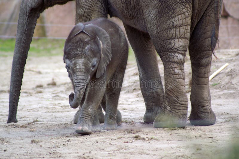 little newborn elephant baby (one month ago) in zoo berlin, summer 2006. little newborn elephant baby (one month ago) in zoo berlin, summer 2006