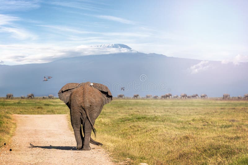 Ελέφαντας που περπατά μακριά στην ΑΜ Kilimanjaro στοκ εικόνα