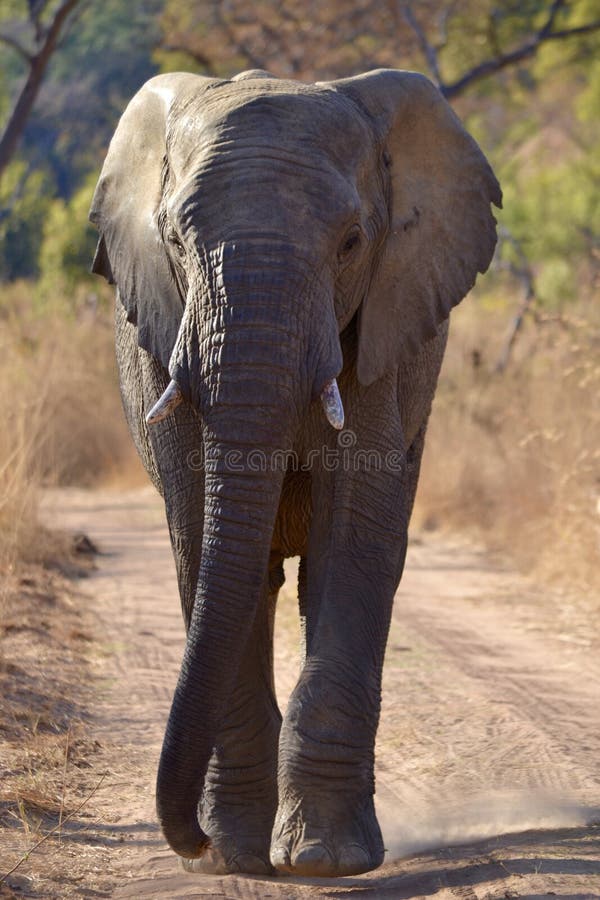 Ελέφαντας που περπατάει στο Welgevonden Game Reserve της Νότιας Αφρικής στοκ εικόνες