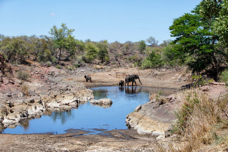 Ελέφαντας στο εθνικό πάρκο Kruger στοκ φωτογραφίες με δικαίωμα ελεύθερης χρήσης Ελέφαντας στο εθνικό πάρκο Kruger στοκ φωτογραφίες με δικαίωμα ελεύθερης χρήσης