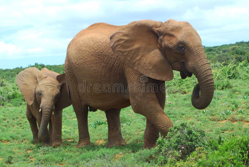 An African elephant mom walking together with her cute little baby in the bushland of the Addo Elephant park in South Africa. An African elephant mom walking together with her cute little baby in the bushland of the Addo Elephant park in South Africa