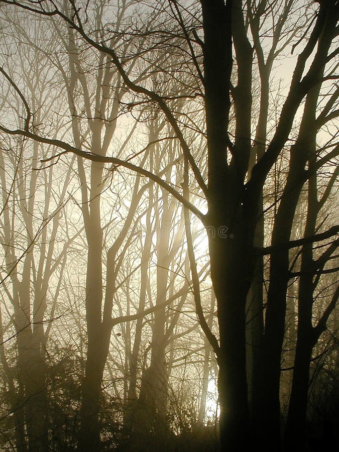 Download ελαφρύ misty πρωί στοκ εικόνες. εικόνα από κόσμος, κορμός - 99956