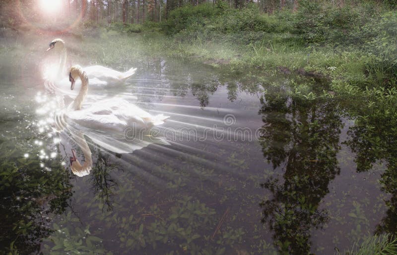 A dreamy rendition of two white swans swimming gracefully into reflected sunlight on a small forest stream â€“ June 2006 This lazy, hazy sun-sparkled forest stream is a perfect setting for these two white swans as they glide into the misty morning sunlight. At first glance this composition seems peaceful enough, but then becomes surprisingly pensive. Our eye is drawn unnaturally from the bottom right to the top left and abruptly stops at the strong light source. This creates a subtle contrast with the otherwise serene setting of the subject matter, and we feel a quiet tension beneath the calm surface. Then again, itâ€™s just pretty swans swimming silently in a misty sunlit stream. For a close-up view, visit: www.stevehunziker.com/nature-wildlife.html. A dreamy rendition of two white swans swimming gracefully into reflected sunlight on a small forest stream â€“ June 2006 This lazy, hazy sun-sparkled forest stream is a perfect setting for these two white swans as they glide into the misty morning sunlight. At first glance this composition seems peaceful enough, but then becomes surprisingly pensive. Our eye is drawn unnaturally from the bottom right to the top left and abruptly stops at the strong light source. This creates a subtle contrast with the otherwise serene setting of the subject matter, and we feel a quiet tension beneath the calm surface. Then again, itâ€™s just pretty swans swimming silently in a misty sunlit stream. For a close-up view, visit: www.stevehunziker.com/nature-wildlife.html