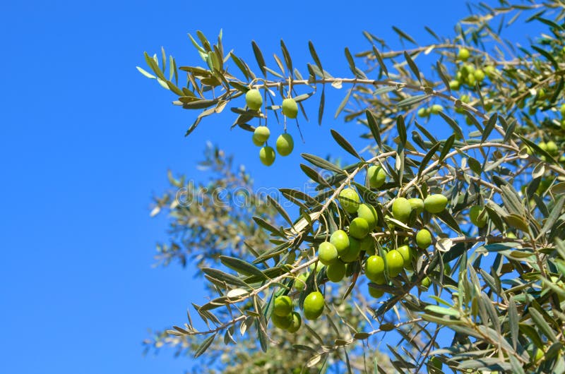 Ελιά, κλάδος με τα πράσινες φύλλα και τις ελιές σε ένα υπόβαθρο του μπλε ουρανού στοκ φωτογραφία με δικαίωμα ελεύθερης χρήσης Ελιά, κλάδος με τα πράσινες φύλλα και τις ελιές σε ένα υπόβαθρο του μπλε ουρανού στοκ φωτογραφία με δικαίωμα ελεύθερης χρήσης