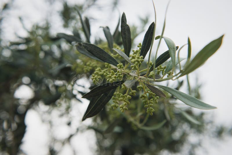 Ελιά στην άνθιση Κλάδος των ελιών με το bokeh στοκ φωτογραφία με δικαίωμα ελεύθερης χρήσης Ελιά στην άνθιση Κλάδος των ελιών με το bokeh στοκ φωτογραφία με δικαίωμα ελεύθερης χρήσης