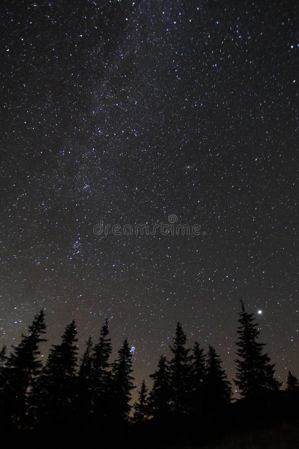 Silhouette of trees against night sky with stars. Silhouette of trees against night sky with stars