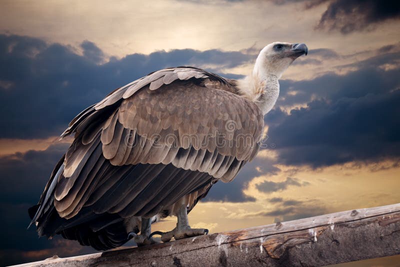 ενάντια στο δραματικό ουρανό συνεδρίασης griffon στοκ φωτογραφία με δικαίωμα ελεύθερης χρήσης ενάντια στο δραματικό ουρανό συνεδρίασης griffon στοκ φωτογραφία με δικαίωμα ελεύθερης χρήσης