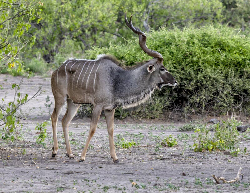 ενήλικας άντρας μεγάλος kudu στο εθνικό πάρκο chobe στην αφρική της μποτσουάνας. στοκ εικόνες