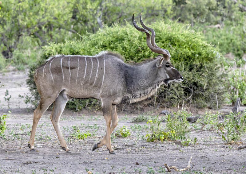 ενήλικας άντρας μεγάλος kudu στο εθνικό πάρκο chobe στην αφρική της μποτσουάνας. στοκ φωτογραφία με δικαίωμα ελεύθερης χρήσης