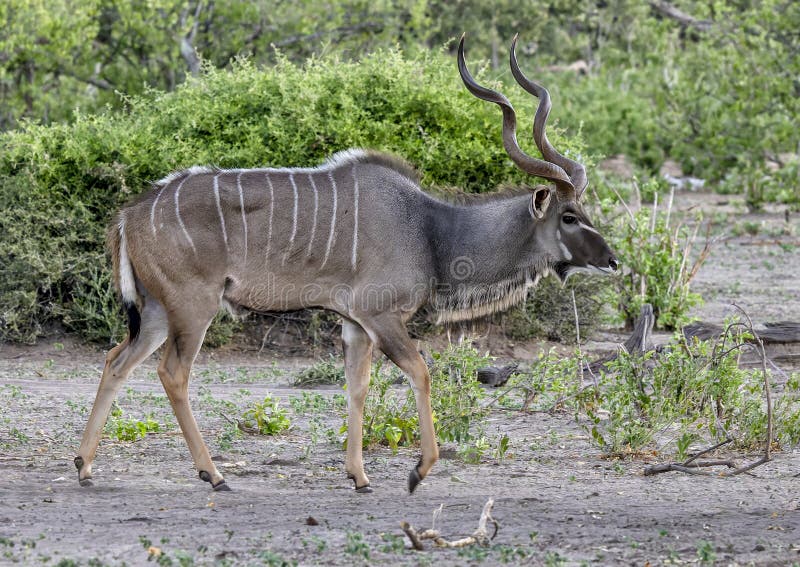 ενήλικας άντρας μεγάλος kudu στο εθνικό πάρκο chobe στην αφρική της μποτσουάνας. στοκ φωτογραφία με δικαίωμα ελεύθερης χρήσης