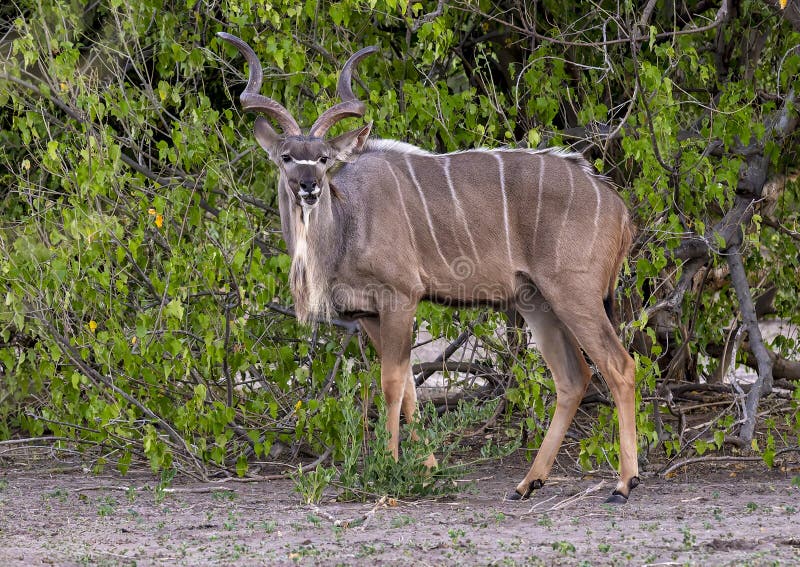 ενήλικας άντρας μεγάλος kudu στο εθνικό πάρκο chobe στην αφρική της μποτσουάνας. στοκ εικόνες με δικαίωμα ελεύθερης χρήσης
