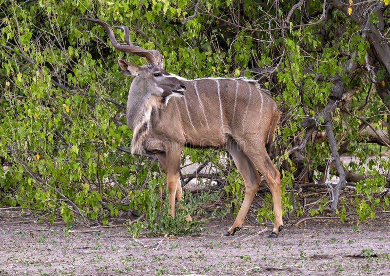 ενήλικας άντρας μεγάλος kudu στο εθνικό πάρκο chobe στην αφρική της μποτσουάνας. στοκ εικόνες