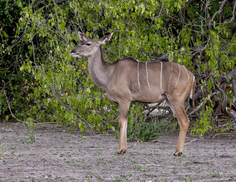 ενήλικη γυναίκα μεγάλος kudu στο εθνικό πάρκο chobe στην αφρική της μποτσουάνας. στοκ εικόνα