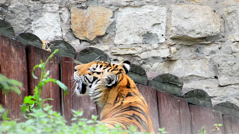 Ενήλικη τίγρη Amur