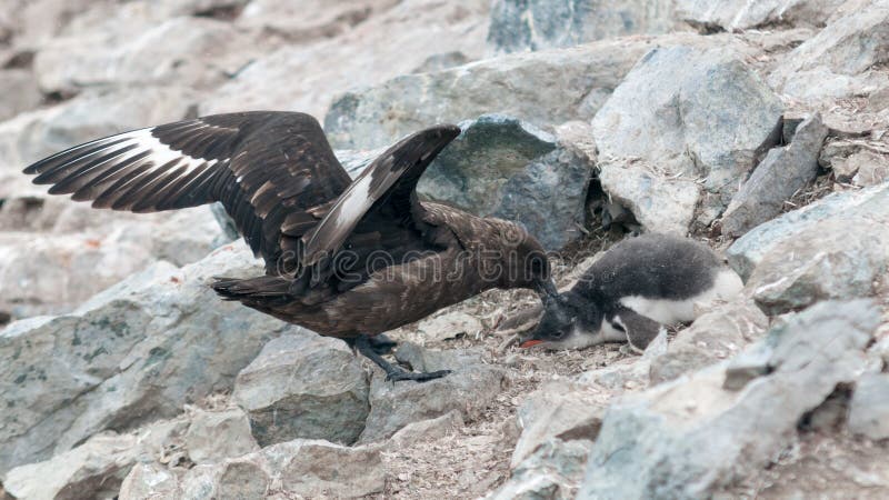 Ενήλικο καφετί Skua που επιτίθεται σε έναν νεοσσό Gentoo Penguin, νησί Danco, ανταρκτική χερσόνησος στοκ εικόνες Ενήλικο καφετί Skua που επιτίθεται σε έναν νεοσσό Gentoo Penguin, νησί Danco, ανταρκτική χερσόνησος στοκ εικόνες