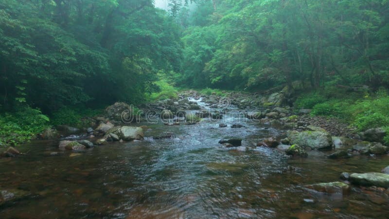 Εναέρια άποψη της ροής ποταμών Nature και δασικών υδάτων στην Ταϊβάν φιλμ μικρού μήκους