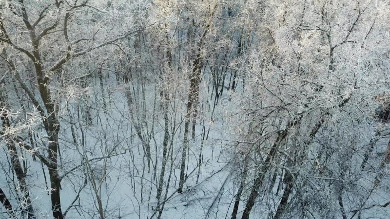 εναέρια άποψη του χειμερινού δάσους με χιόνι και παγετό φιλμ μικρού μήκους