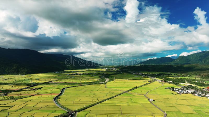 Εναέρια άποψη των όμορφων ορυζώνες Chihshang Township Ταϊβάν απόθεμα βίντεο