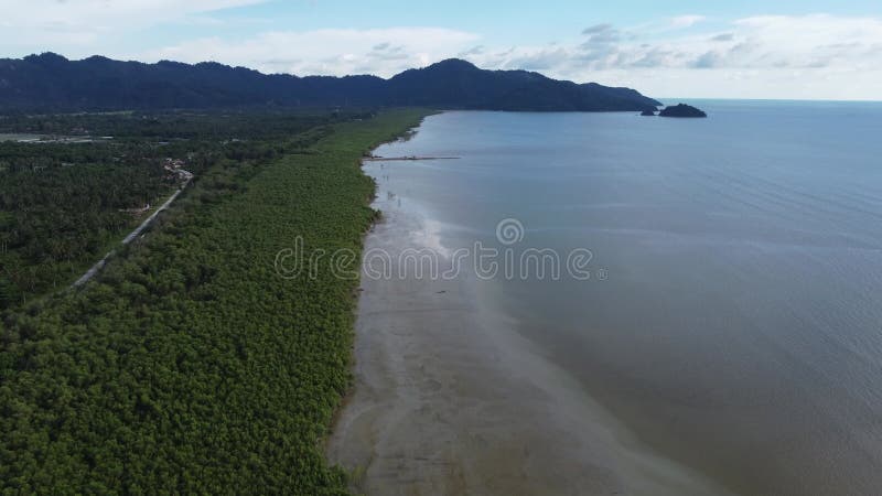 εναέρια κίνηση σε μεγάλο τμήμα του δέντρου mangrove απόθεμα βίντεο