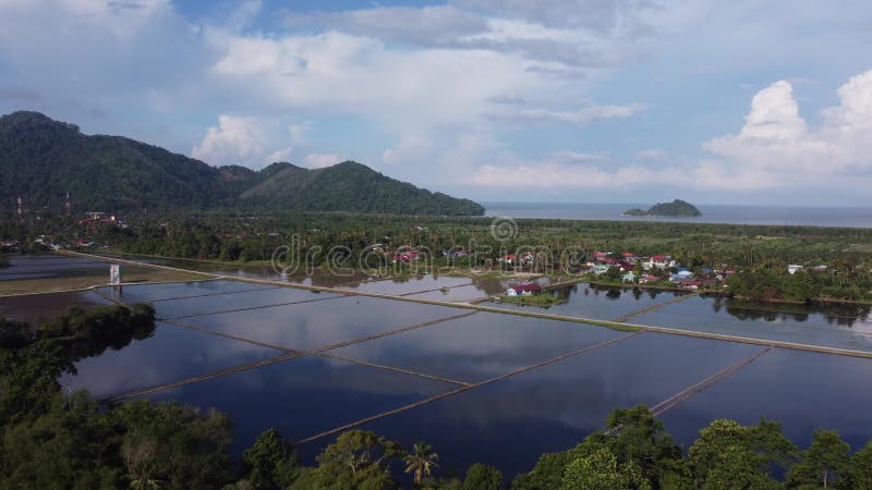 εναέρια μετακίνηση πάνω από το γήπεδο paddy kampung terang απόθεμα βίντεο