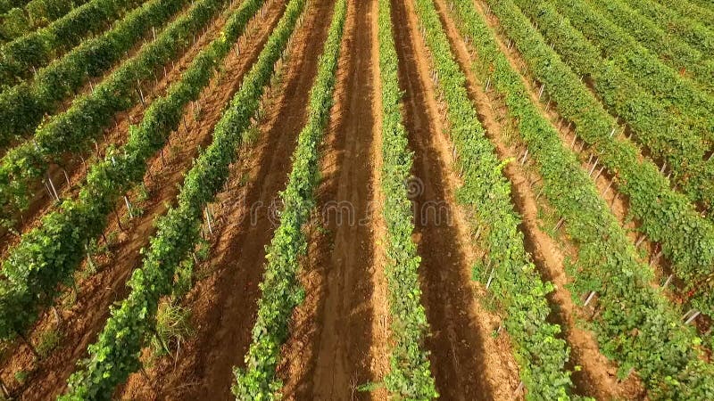 Εναέρια πτήση άνω αμπελώνας μήκος σε πόδηα σειρών των †« φιλμ μικρού μήκους