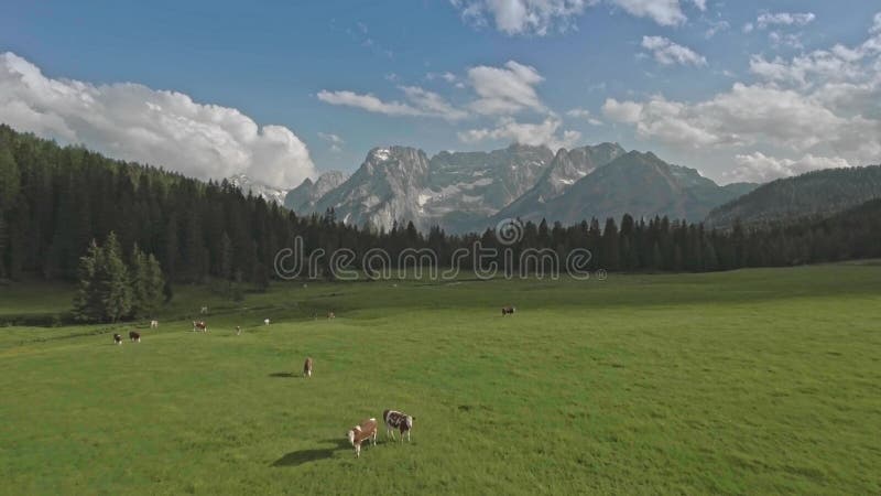 Εναέρια πτήση κηφήνων πέρα από το πράσινο λιβάδι με τη βοσκή των αγελάδων στις Άλπεις δολομιτών