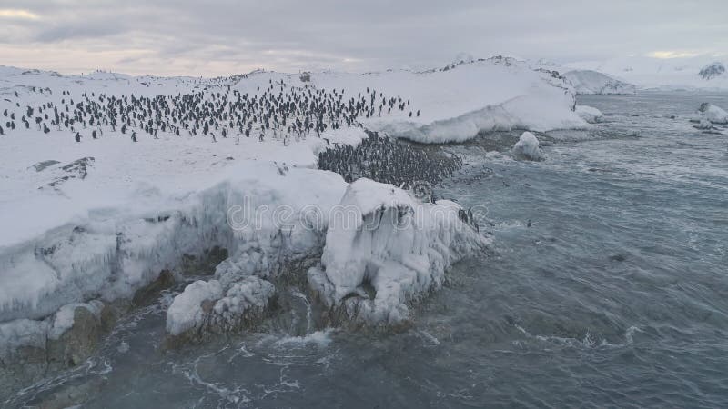 Εναέρια πυροβοληθείσα αποικία της Ανταρκτικής penguins