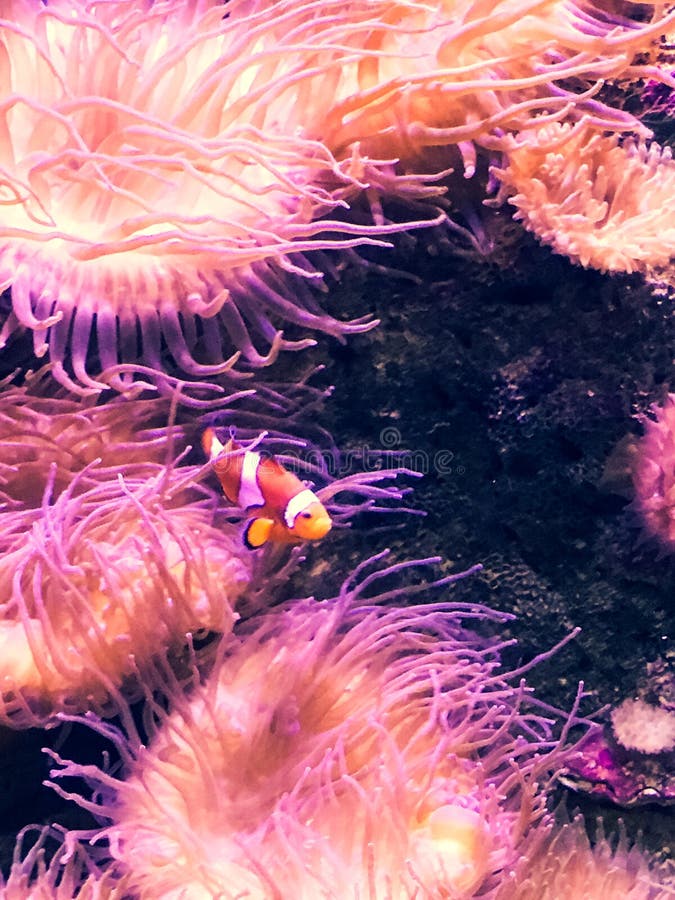 Ενιαίο Clownfish που κολυμπά στη μέση των πλοκαμιών anemone σε ένα ενυδρείο στο Σίδνεϊ, Αυστραλία στοκ φωτογραφία με δικαίωμα ελεύθερης χρήσης Ενιαίο Clownfish που κολυμπά στη μέση των πλοκαμιών anemone σε ένα ενυδρείο στο Σίδνεϊ, Αυστραλία στοκ φωτογραφία με δικαίωμα ελεύθερης χρήσης